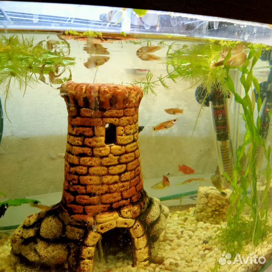 Аквариум и подростки гуппи