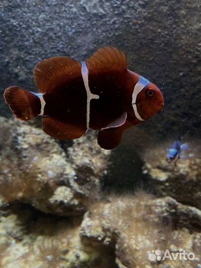 Морской акуариум