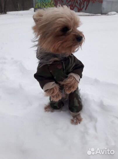 Йоркширский терьер вязка