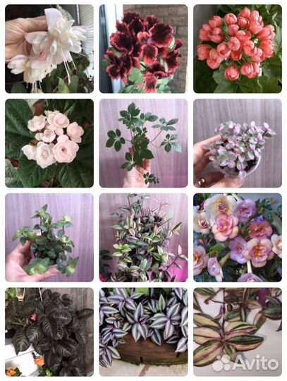 Комнатные цветы(большой ассортимент)