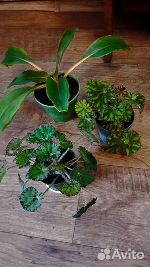 Комнатные цветы