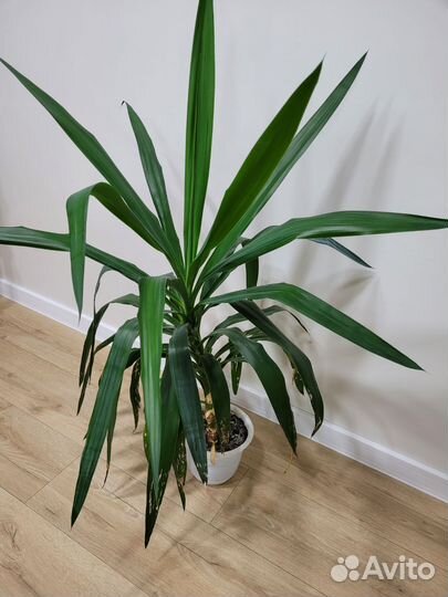 Пальма юкка