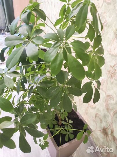 Комнатные цветы шефлера 100 см