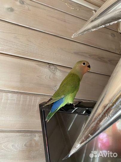 Попугай 