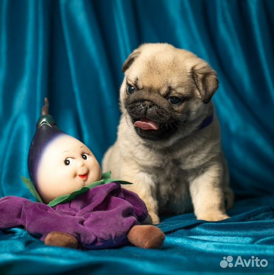 Щенки мопса