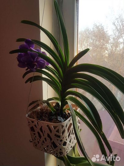 Орхидея ванда