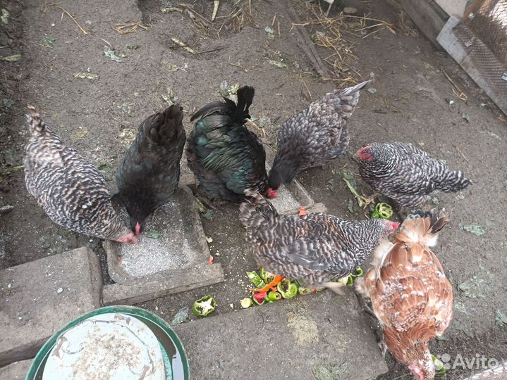 Куры несушки