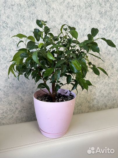 Фикусы Бенджамина