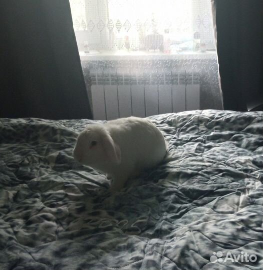 Продается кролик