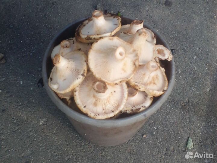 Грузди сырые свежие