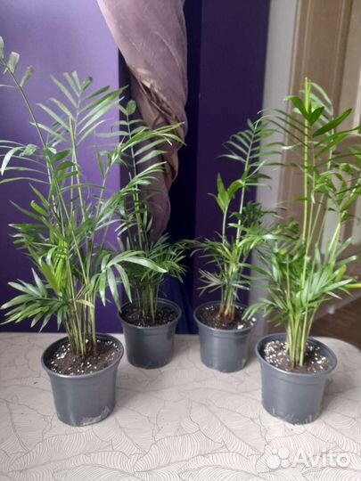 Пальмы(хамедорея,арека,сабаль)