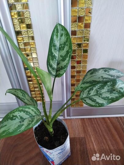 Аглаонемы, ктенанты