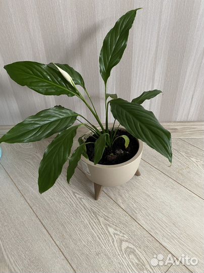 Спатифиллум в кашпо