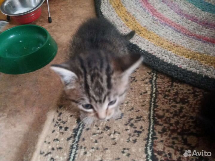 Котята в добрые руки приучены к лотку