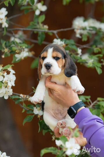 Бигль щенок
