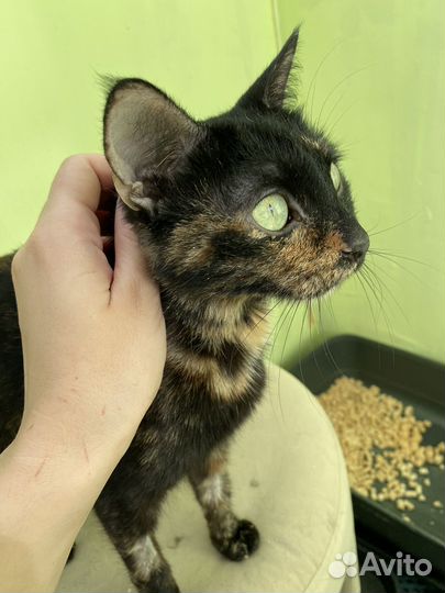 Кошка Алиса ищет дом