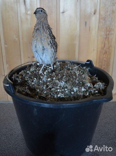 Навоз в мешках