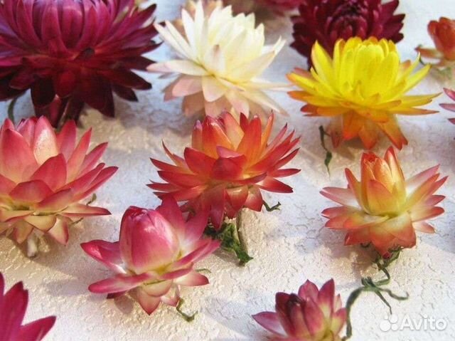 Гелихризум сухоцвет