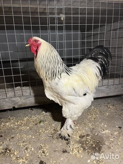 Петух брама колумбийская