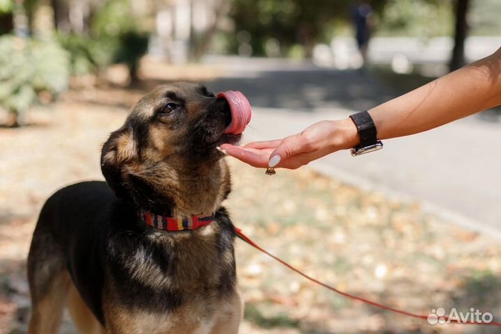 Собака в добрые руки