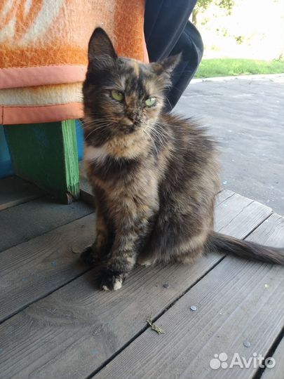 Кошка бесплатно. Котята