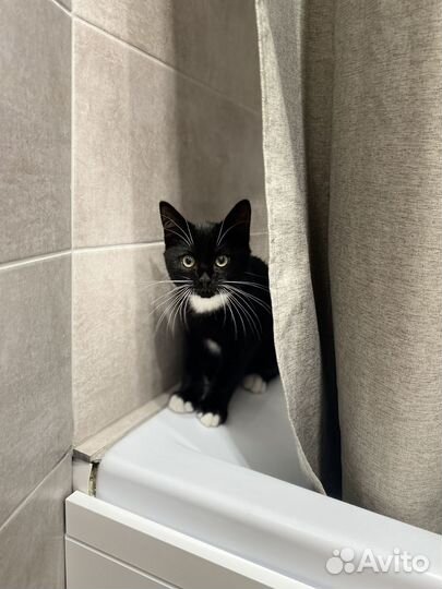 Кот в добрые руки