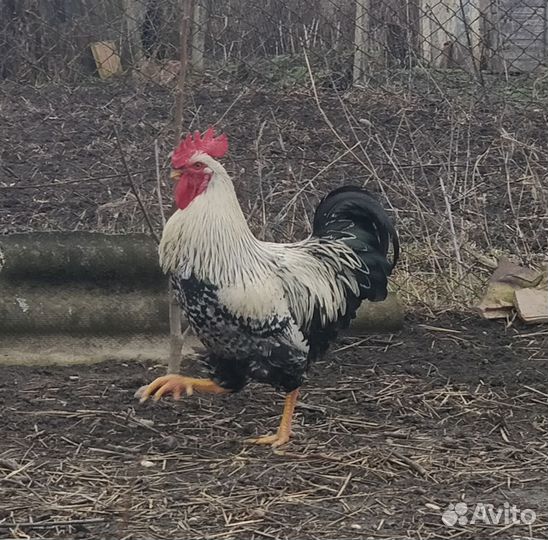 Петух красавчик