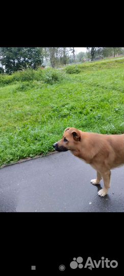 Джек ищет дом