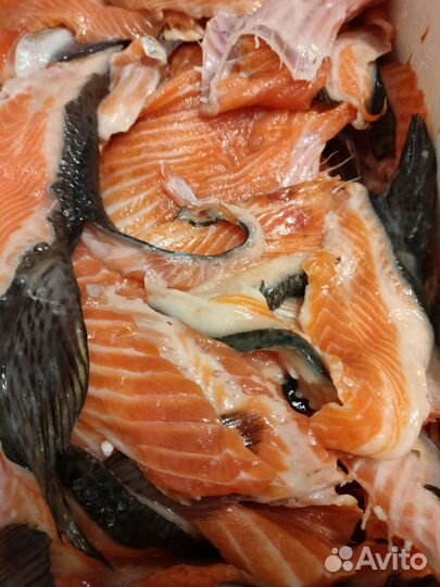 Свежая обрезь (Лосось)