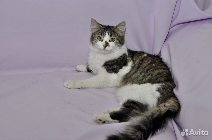 Кошка в дар бесплатно