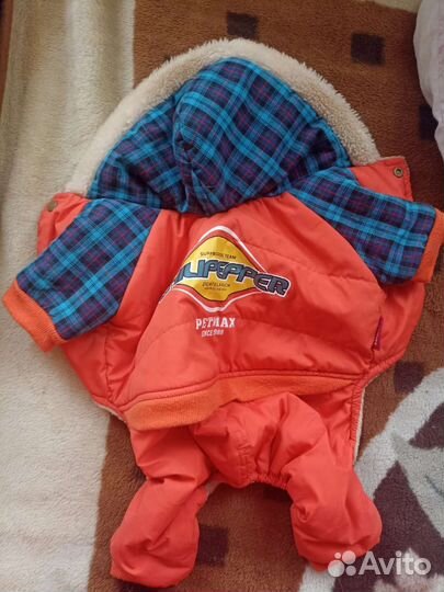 Одежда для маленьких собак. Носил мопс.Размер L