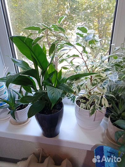 Спатифиллум