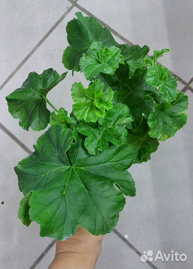 Пеларгония Юзис Парцифаль