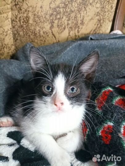 Котята в добрые руки бесплатно мальчик