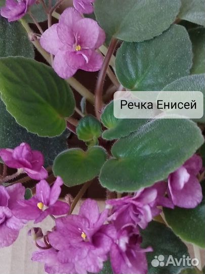 Домашние цветы