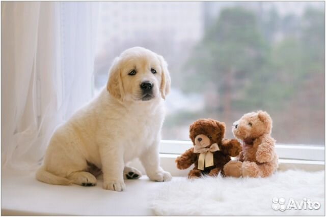 Клубные щенки ретривера