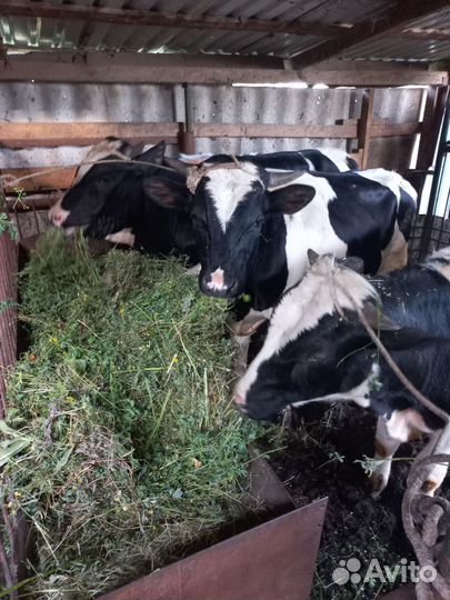 Быки,Коровы,Свиньи,Бараны Заготовитель