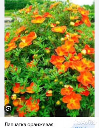 Лапчатка (Оранж)