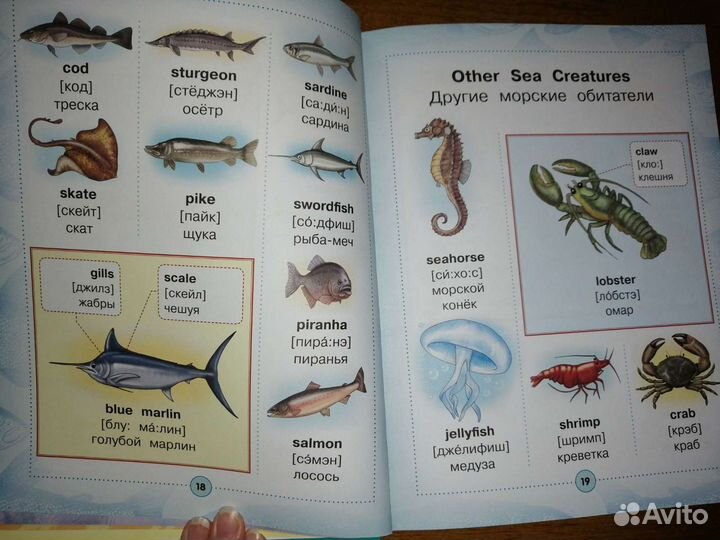 Англо-русский визуальный словарь