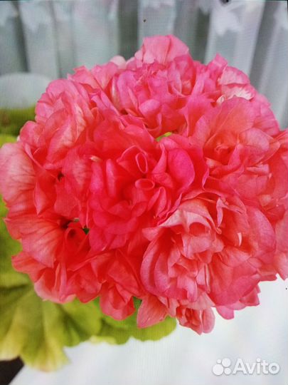 Пеларгония герань