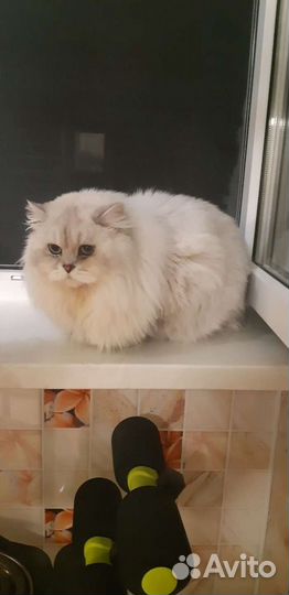 Британский Кот на вязку