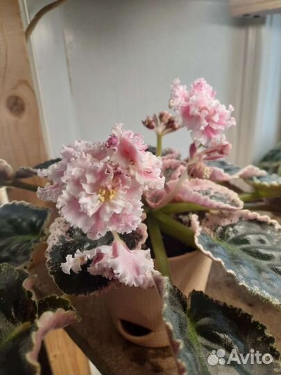 Сортовые фиалки