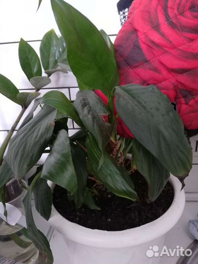 Толстянка, женское счастье отросток, суккуленты