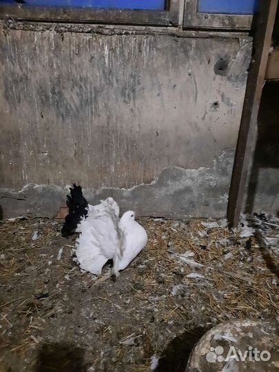 Голуби павлины