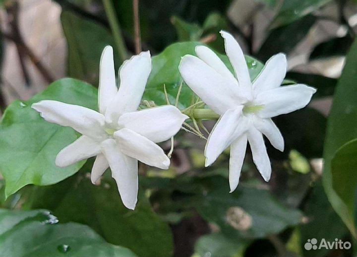 Комнатные жасмины