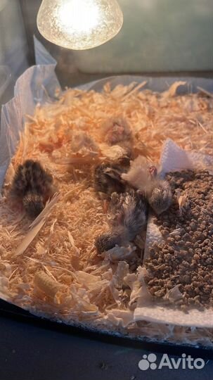 Инкубационное яйцо китайского расписного перепела