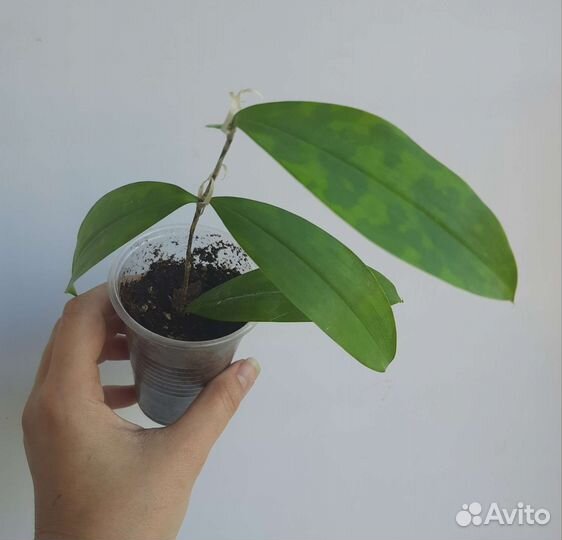 Драцена суркулоза