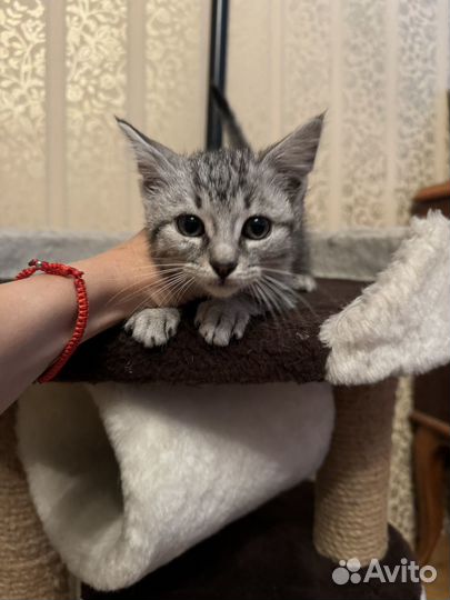 Котенок Макс в добрые руки, в дар