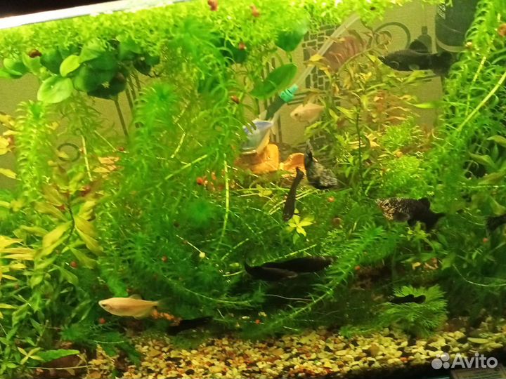 Аквариумные растения