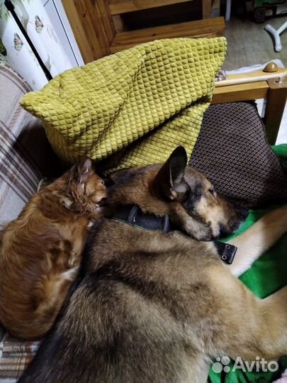 Собака. Девочка. Найда. Сторож